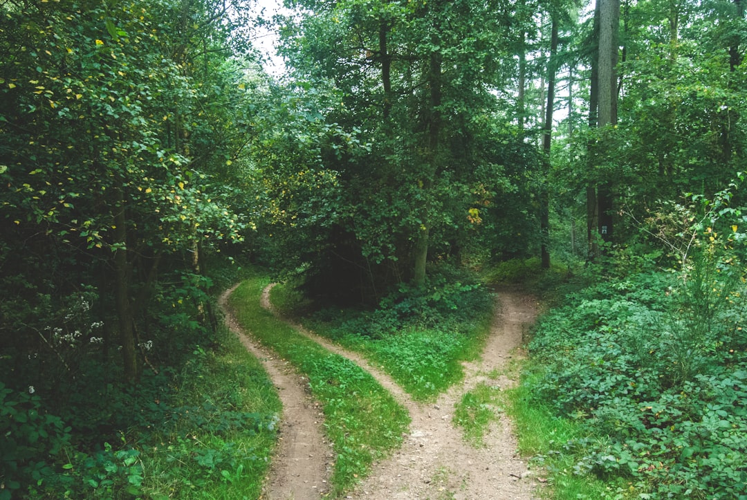 Two forking paths through a forest — representing the dual accreditation path of CEAB and ABET
